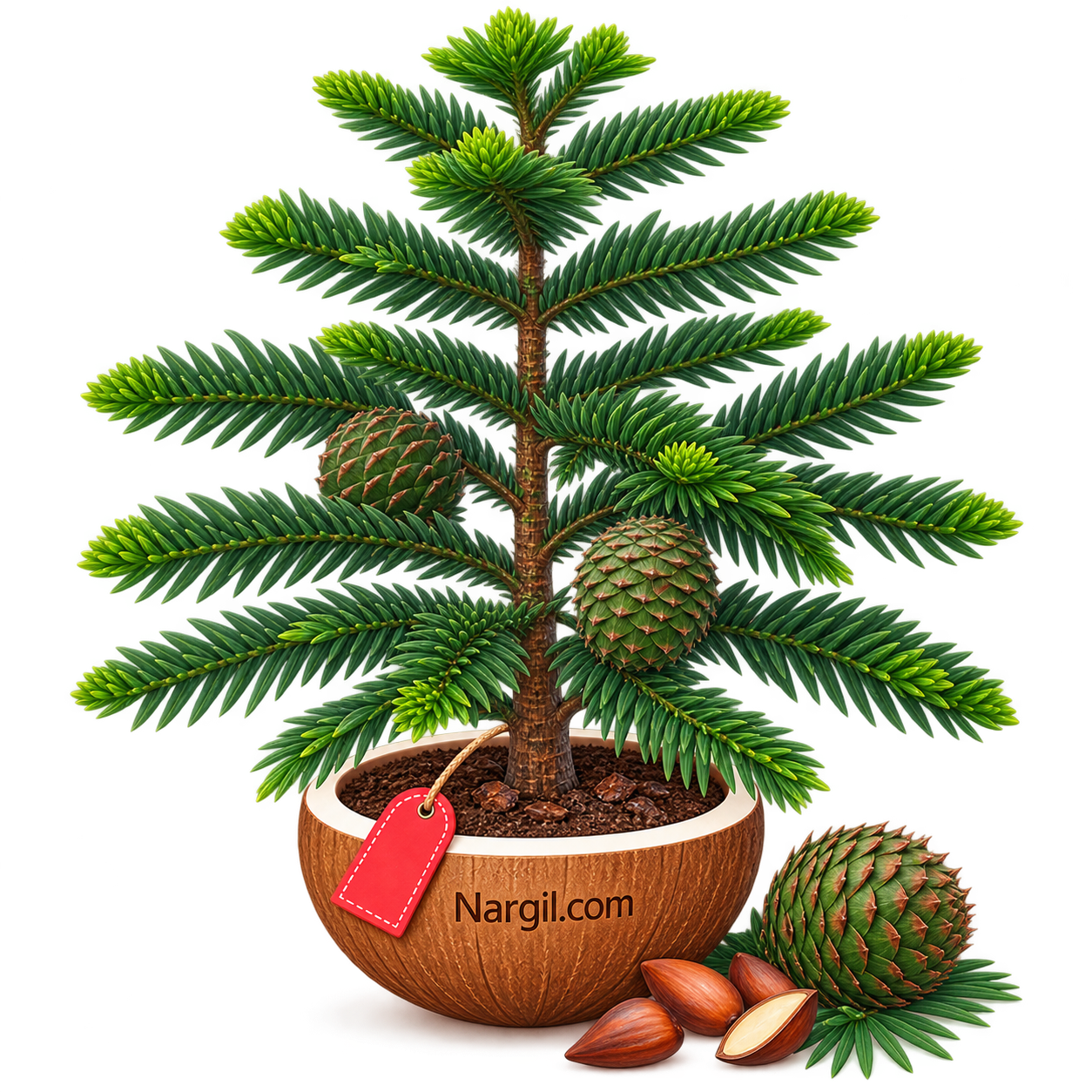 Nargil_Araucaria bidwillii